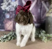 Parti newfypoo, a male Newfypoo for sale in Britton, MI – Photo 3 of 10