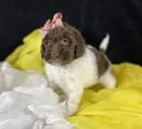 Parti newfypoo, a male Newfypoo for sale in Britton, MI – Photo 8 of 10