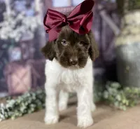 Parti newfypoo, a male Newfypoo for sale in Britton, MI – Photo 4 of 10