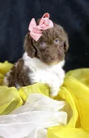 Parti newfypoo, a male Newfypoo for sale in Britton, MI – Photo 10 of 10