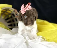 Parti newfypoo, a male Newfypoo for sale in Britton, MI – Photo 9 of 10