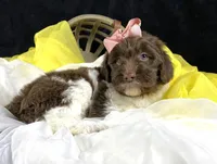 Parti newfypoo, a male Newfypoo for sale in Britton, MI – Photo 6 of 10