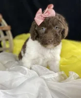 Parti newfypoo, a male Newfypoo for sale in Britton, MI – Photo 7 of 10