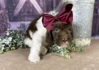 Parti newfypoo, a male Newfypoo for sale in Britton, MI – Photo 1 of 10