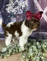 Parti newfypoo, a male Newfypoo for sale in Britton, MI – Photo 2 of 10