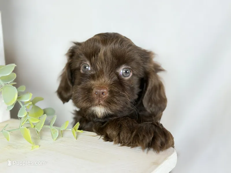 Cavapoo mix – Cavapoo puppy for sale in Britton, MI