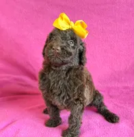 Newfypoo, a female Newfypoo for sale in Britton, MI – 7 of 7