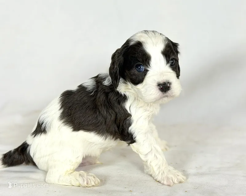 Cavapoo – Cavapoo puppy for sale in Britton, MI