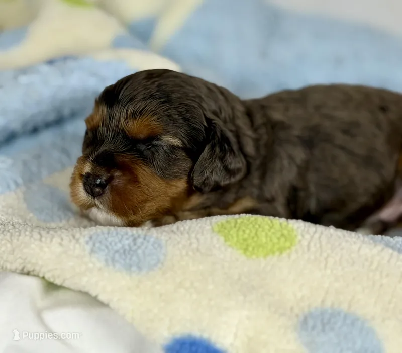 Cavapoo – Cavapoo puppy for sale in Britton, MI