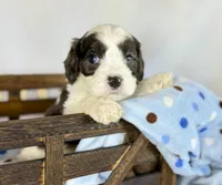 Cavapoo, a male Cavapoo for sale in Britton, MI – 5 of 9