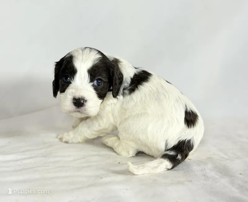 Cavapoo – Cavapoo puppy for sale in Britton, MI
