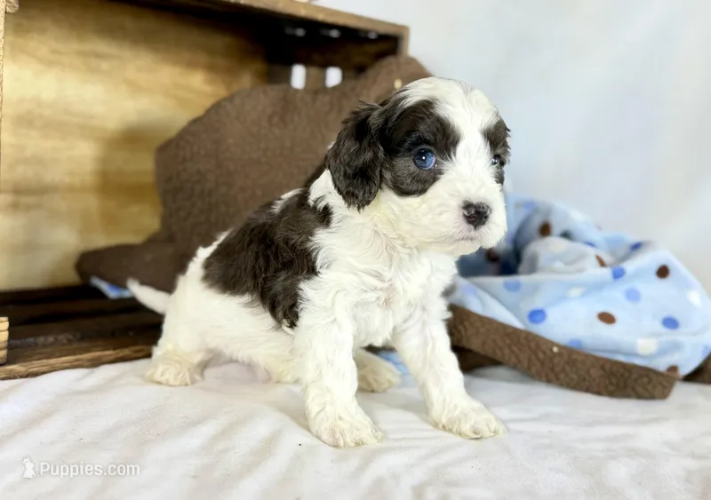 Cavapoo – Cavapoo puppy for sale in Britton, MI