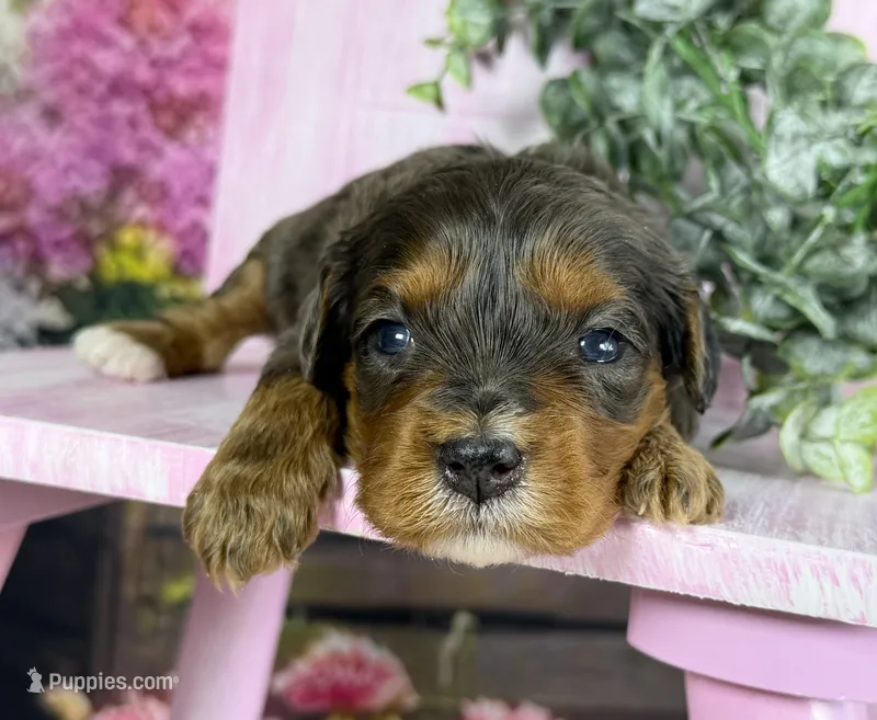 Cavapoo – Cavapoo puppy for sale in Britton, MI
