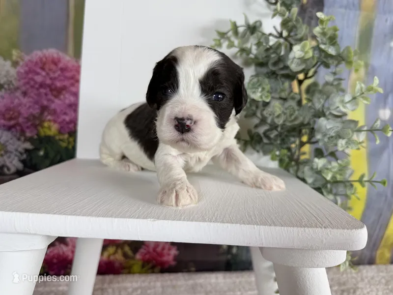 Cavapoo – Cavapoo puppy for sale in Britton, MI