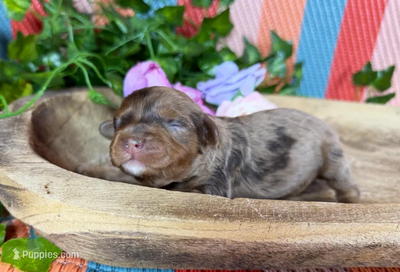 Cavapoos – Cavapoo puppy for sale in Britton, MI