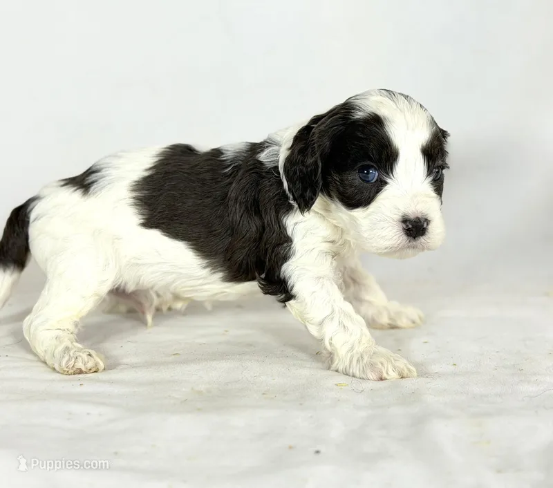 Cavapoo – Cavapoo puppy for sale in Britton, MI