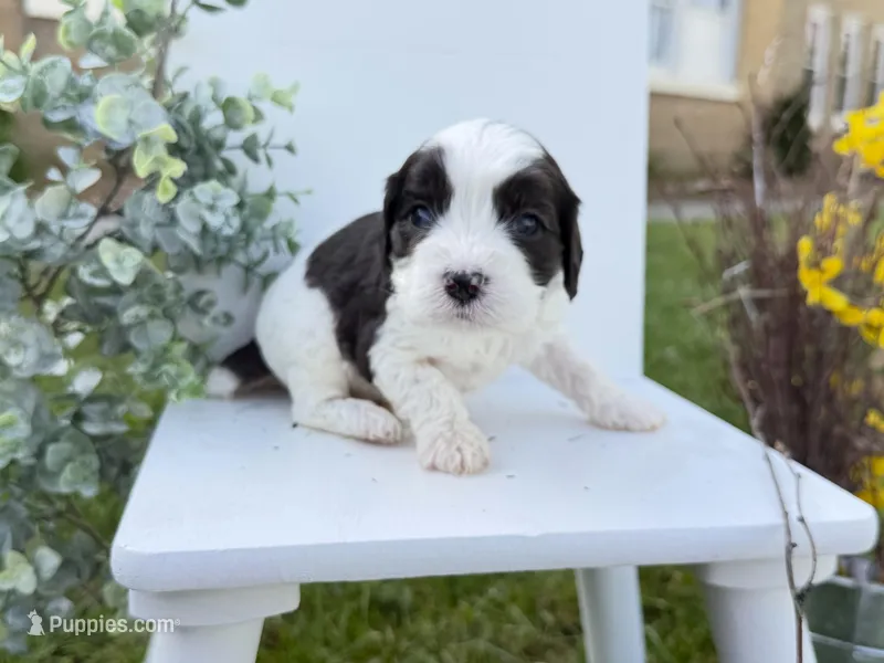 Cavapoo – Cavapoo puppy for sale in Britton, MI