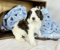 Cavapoo, a male Cavapoo for sale in Britton, MI – 3 of 9