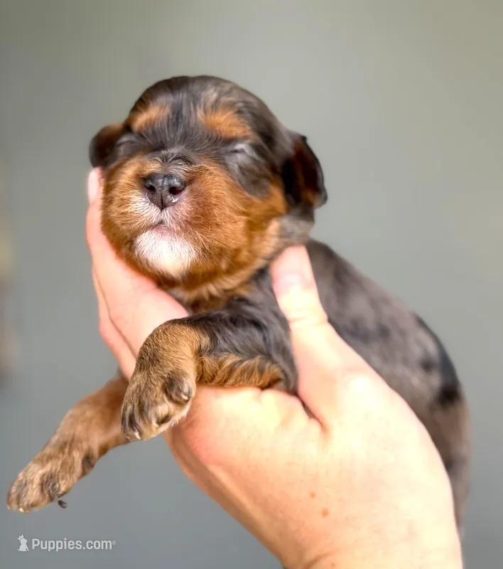 Cavapoo – Cavapoo puppy for sale in Britton, MI