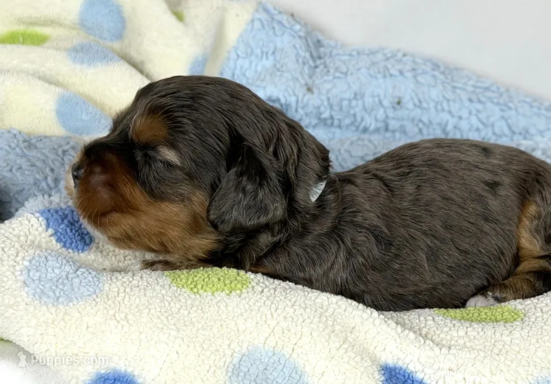 Cavapoo – Cavapoo puppy for sale in Britton, MI