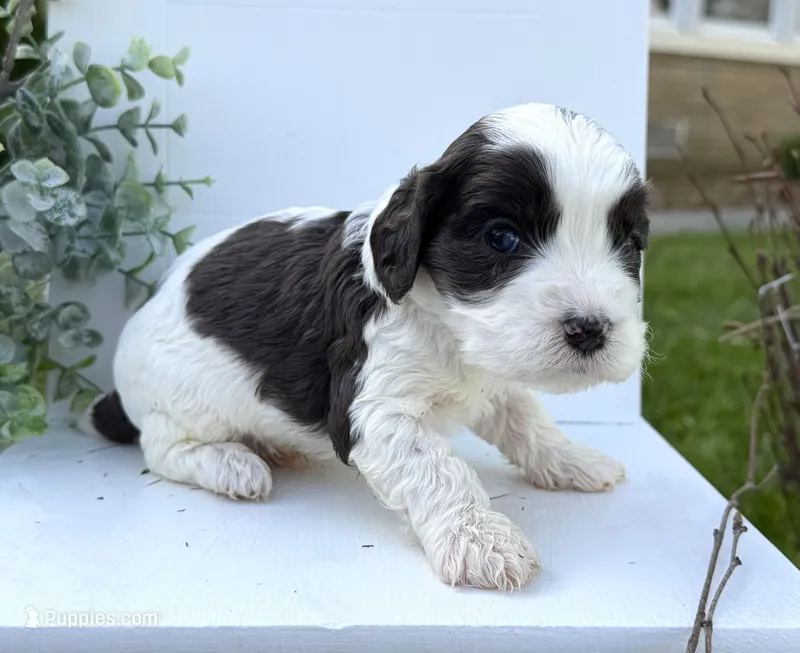 Cavapoo – Cavapoo puppy for sale in Britton, MI