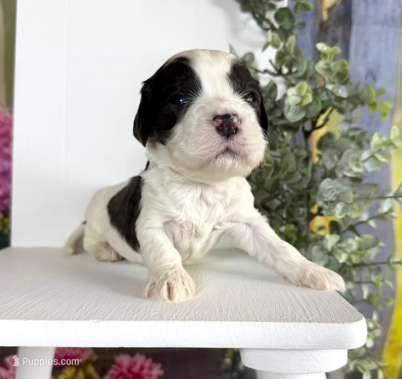 Cavapoo – Cavapoo puppy for sale in Britton, MI