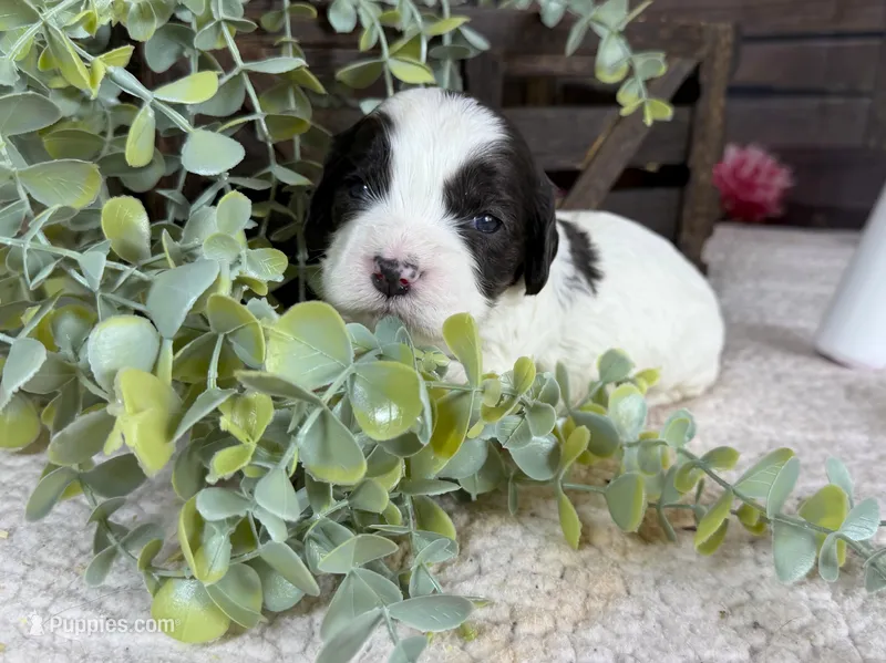 Cavapoo – Cavapoo puppy for sale in Britton, MI