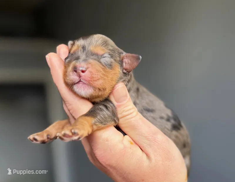 Cavapoo – Cavapoo puppy for sale in Britton, MI