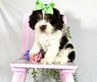 Cavapoo, a female Cavapoo for sale in Britton, MI – 1 of 7