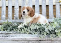 Cavapoo, a male Cavapoo for sale in Britton, MI – 9 of 9