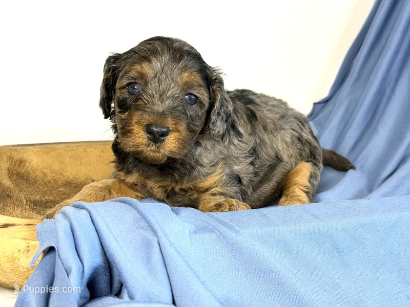 Cavapoo – Cavapoo puppy for sale in Britton, MI