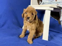 Cavapoo, a male Cavapoo for sale in Britton, MI – 6 of 7