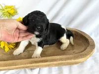Newfypoo, a female Newfypoo for sale in Britton, MI – 1 of 3