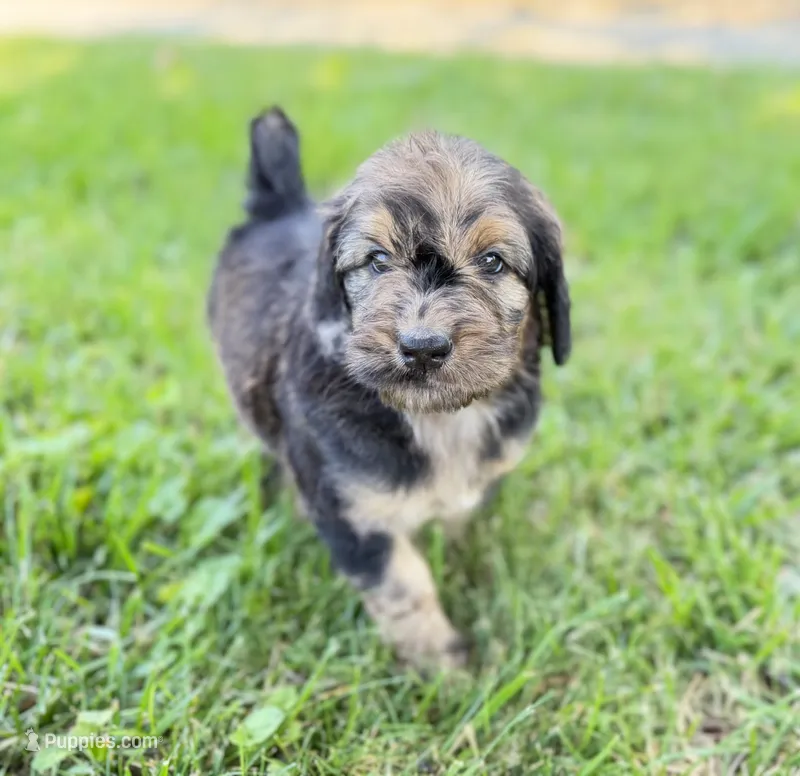 Newfypoo – Newfypoo puppy for sale in Britton, MI