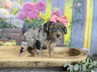 Cavapoo, a female Cavapoo for sale in Britton, MI – 3 of 3