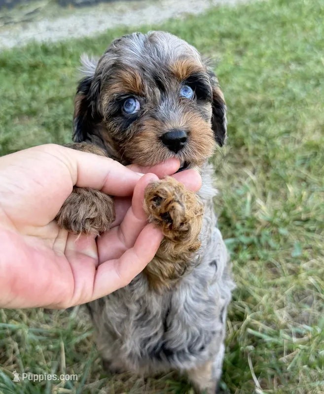 Cavapoo – Cavapoo puppy for sale in Britton, MI