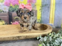 Cavapoo, a female Cavapoo for sale in Britton, MI – 2 of 3