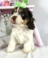 Cavapoo, a female Cavapoo for sale in Britton, MI – 7 of 7