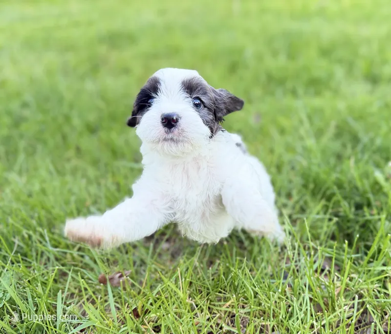 Cavapoo – Cavapoo puppy for sale in Britton, MI
