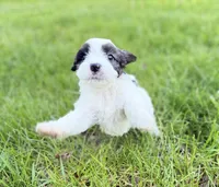 Cavapoo, a male Cavapoo for sale in Britton, MI – 2 of 9