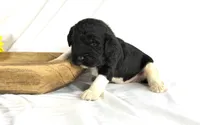 Newfypoo, a female Newfypoo for sale in Britton, MI – 2 of 3
