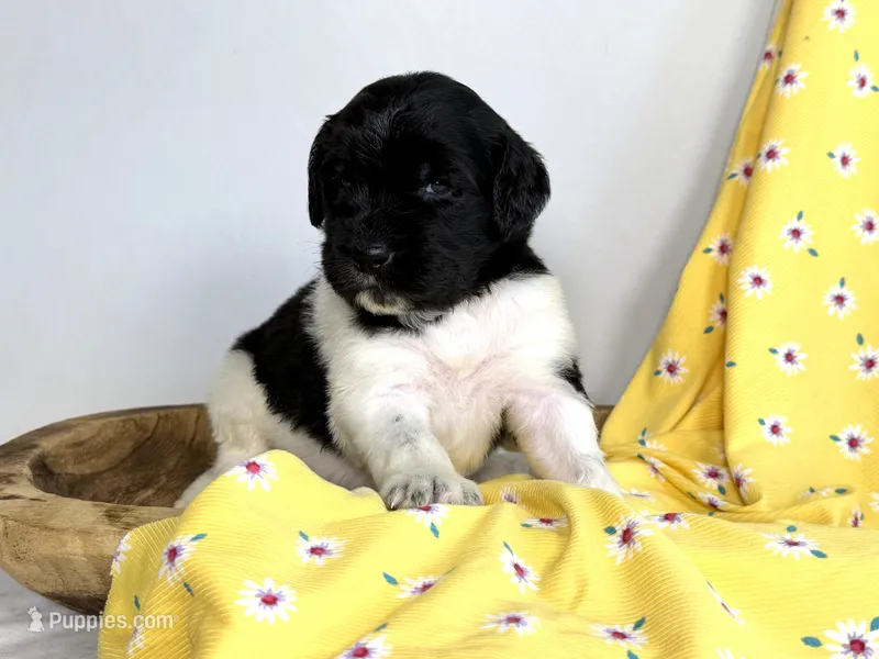 Newfypoo – Newfypoo puppy for sale in Britton, MI
