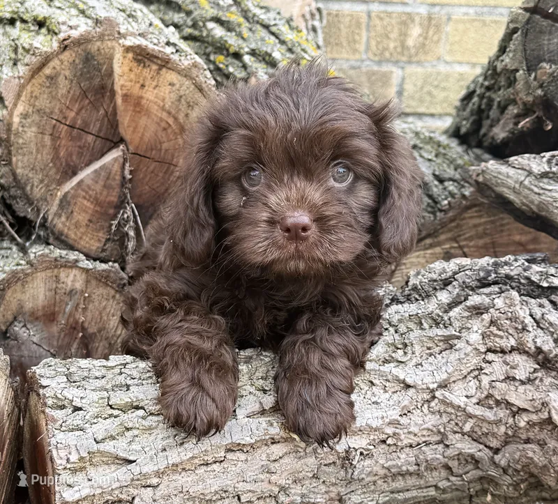 Cavapoo mix – Cavapoo puppy for sale in Britton, MI