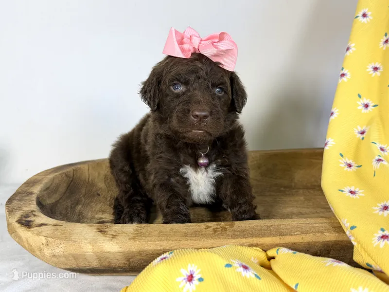 newfypoo – Newfypoo puppy for sale in Britton, MI