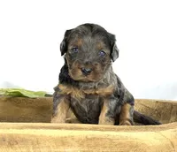 Cavapoo, a male Cavapoo for sale in Britton, MI – 5 of 6