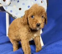 Cavapoo, a male Cavapoo for sale in Britton, MI – 7 of 7