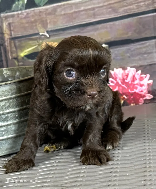 Cavapoo mix – Cavapoo puppy for sale in Britton, MI