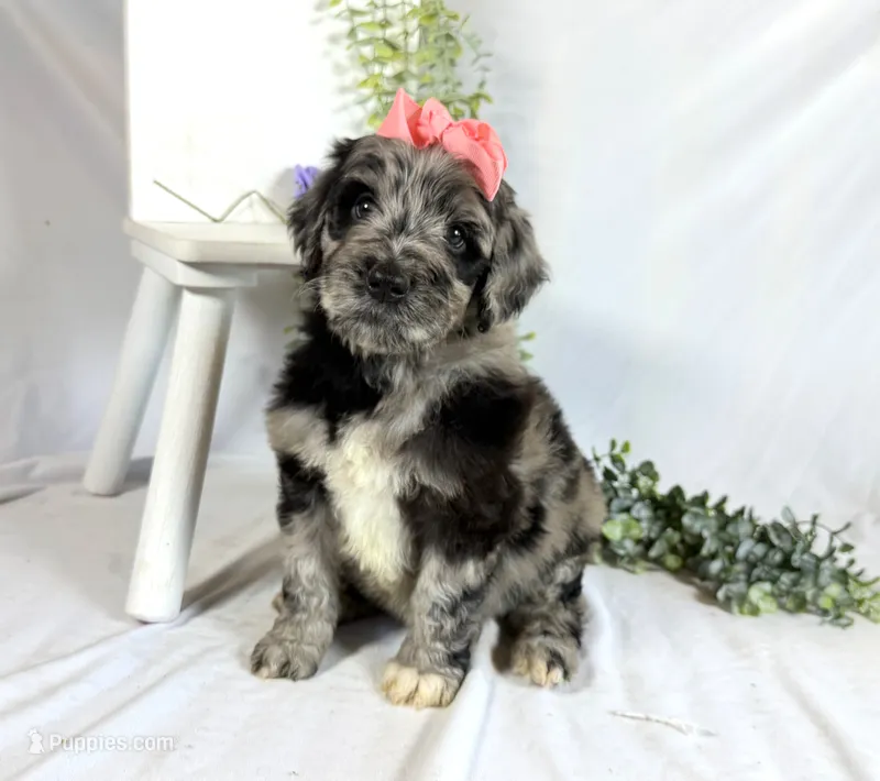 Newfypoo – Newfypoo puppy for sale in Britton, MI