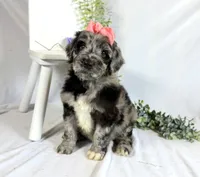 Newfypoo, a female Newfypoo for sale in Britton, MI – 4 of 5