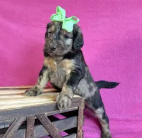 Newfypoo, a female Newfypoo for sale in Britton, MI – 1 of 6
